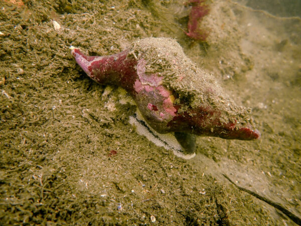 Kellet's Whelk