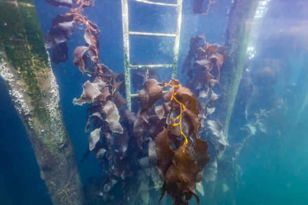 Kelp at Berth 57