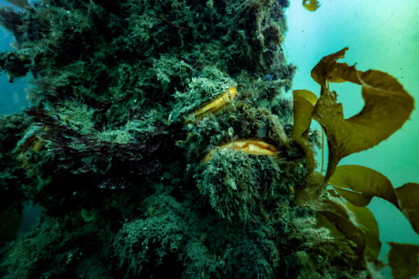Rock Scallop on piling