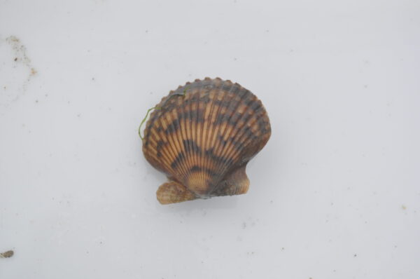 Kelp Scallop