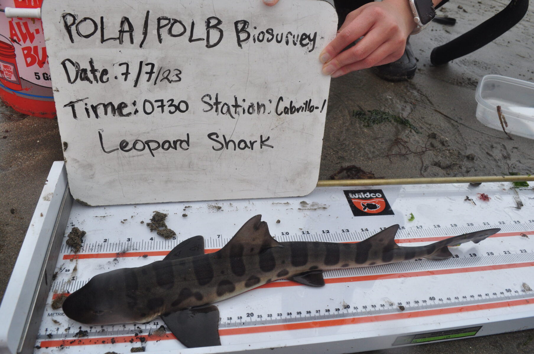 Leopard Shark