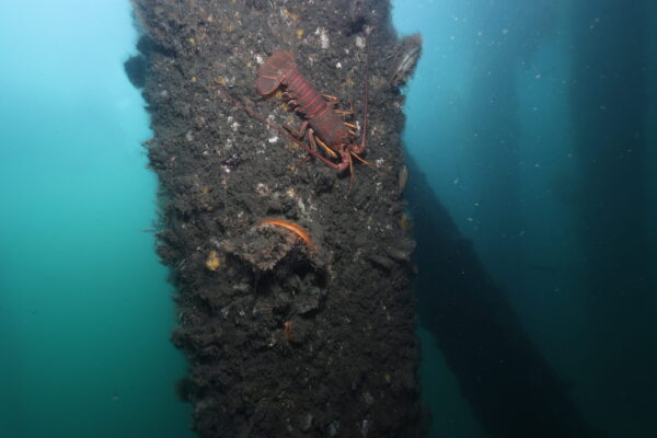 Lobster and Kelp Scallop
