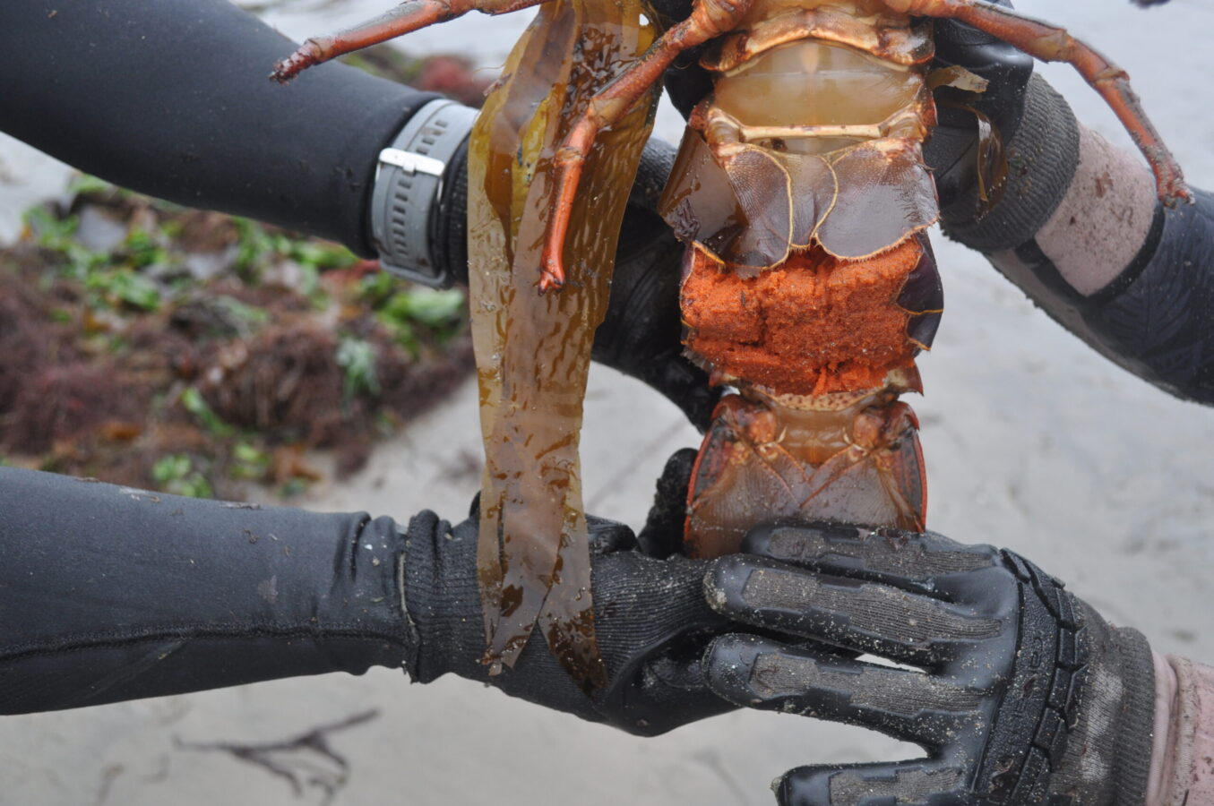 Lobster with eggs at Cabrillo Beach