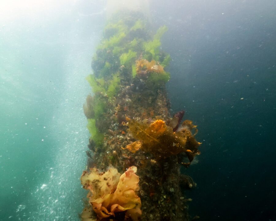 Lower Intertidal Piling Growth