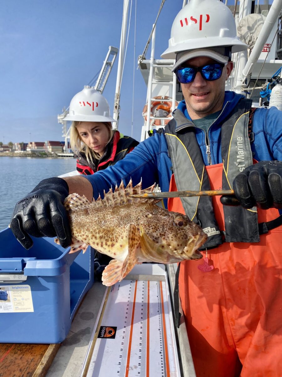 Measuring a California scorpionfish