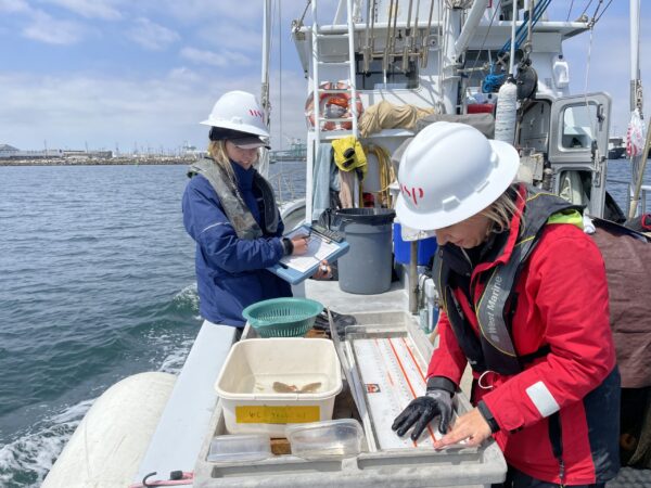 Measuring and sorting trawl net catch