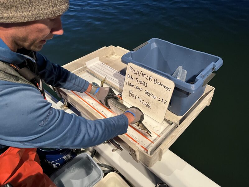 Measuring barracuda on deck