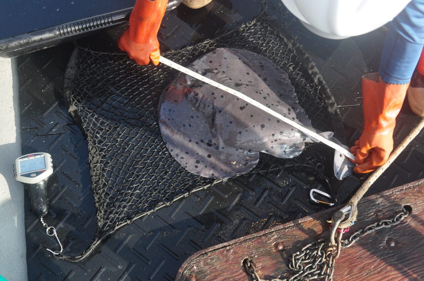 Measuring torpedo ray