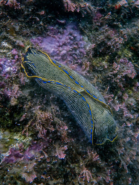 Navanax