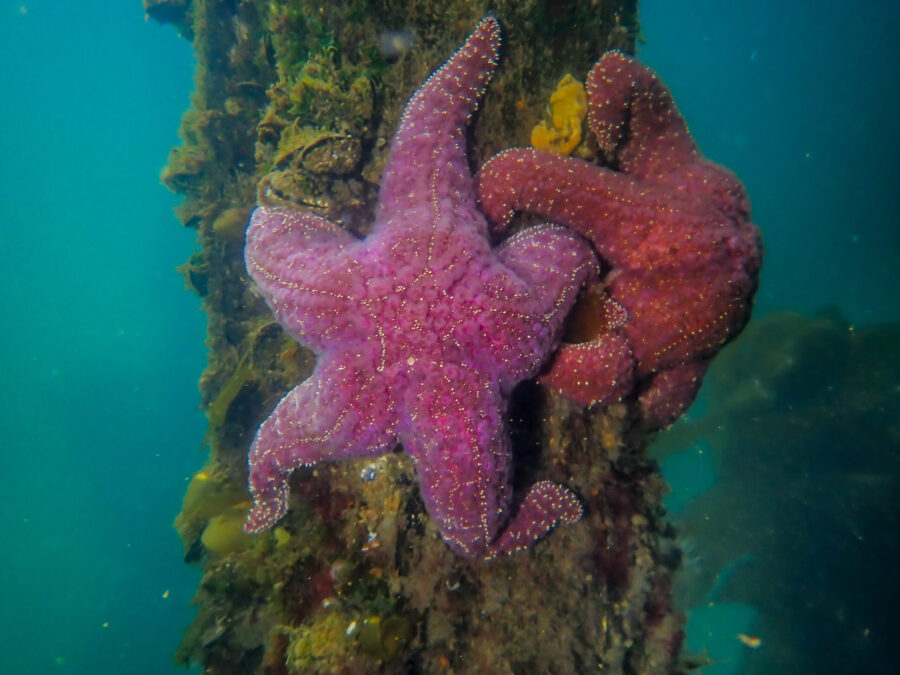 Ochre Stars