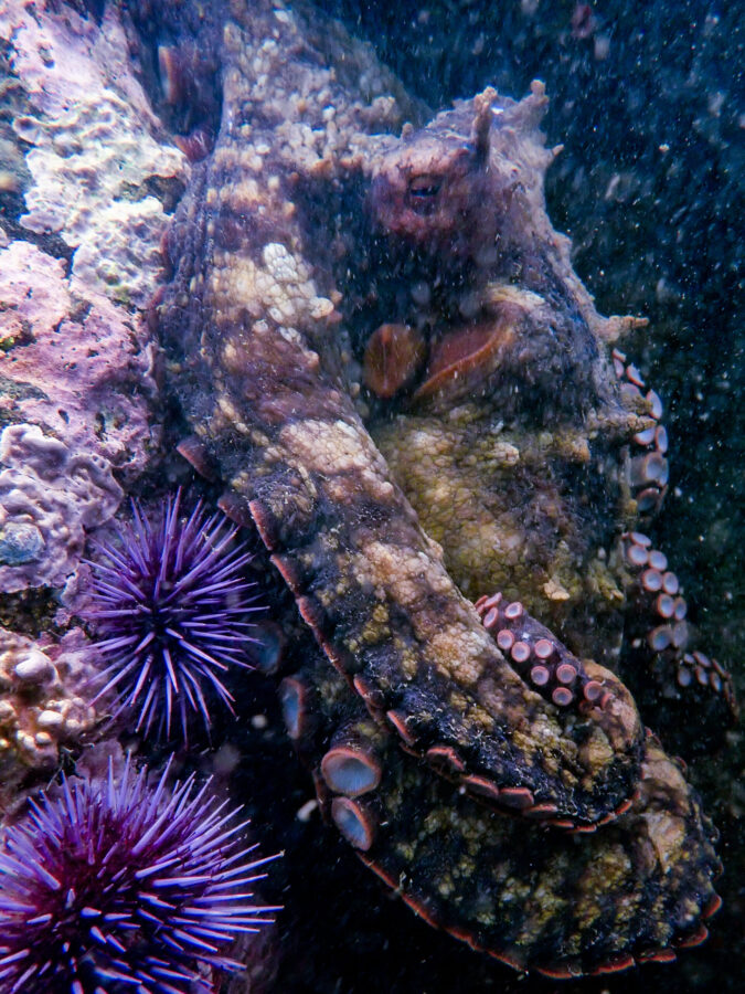 Octopus and Urchins