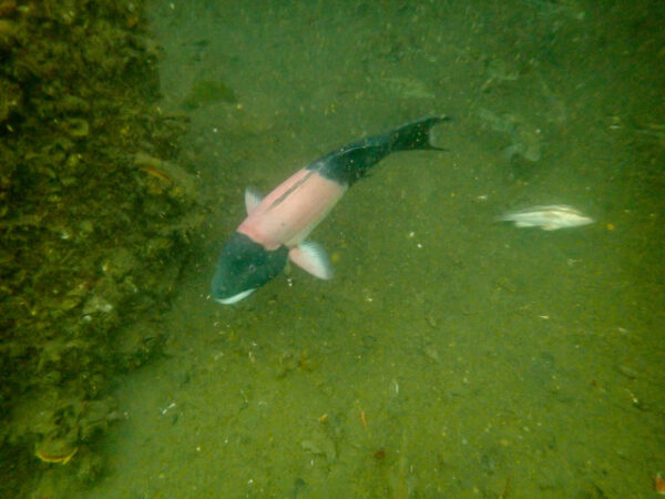 CA Sheephead