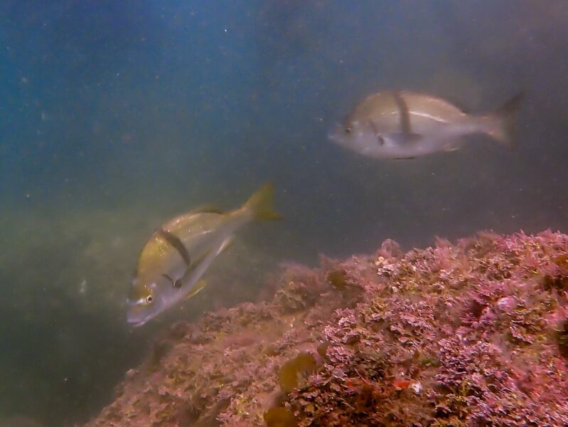 Pile Perch