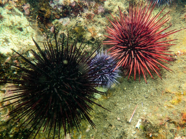 Red and Purple Urchins