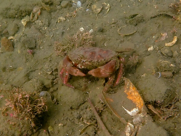 Rock Crab