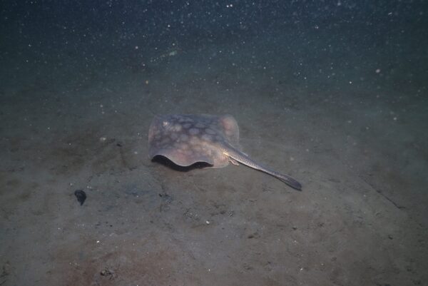 Round Sting Ray