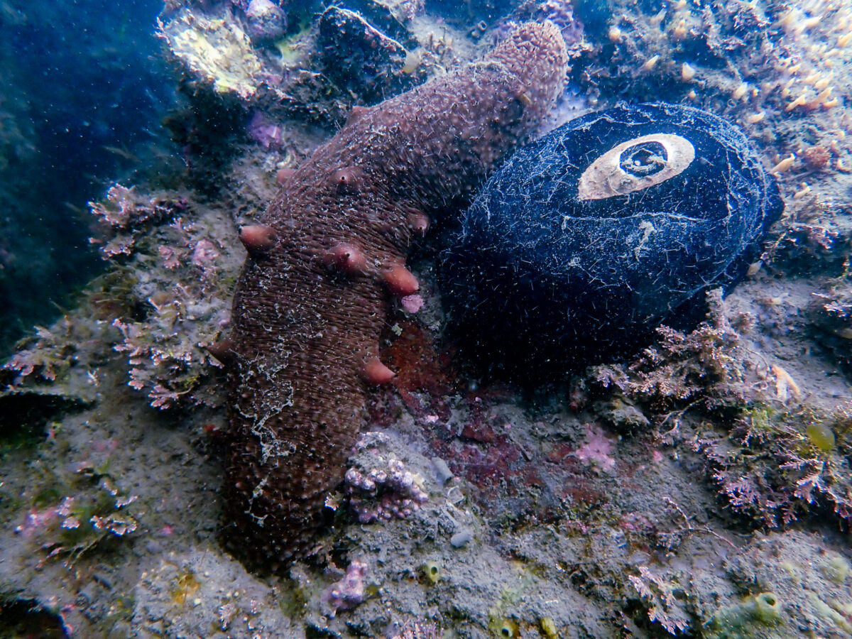 Sea Cucumber and Keyhole Limpet
