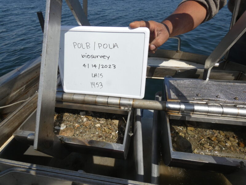 Sediment sample from Van Veen grab
