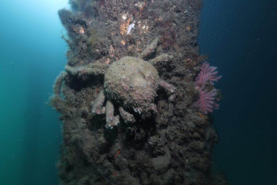 Sheep Crab