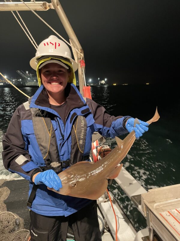 Shovelnose Guitarfish