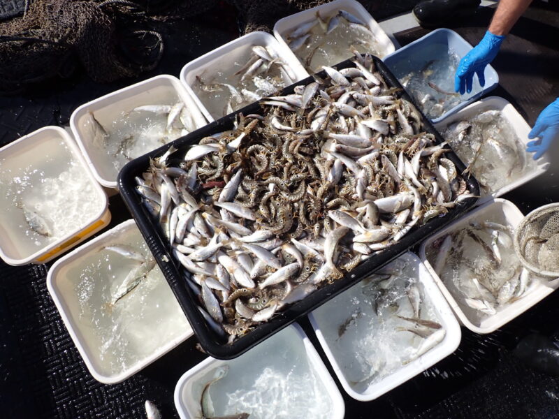 Sorting a trawl net catch into bins