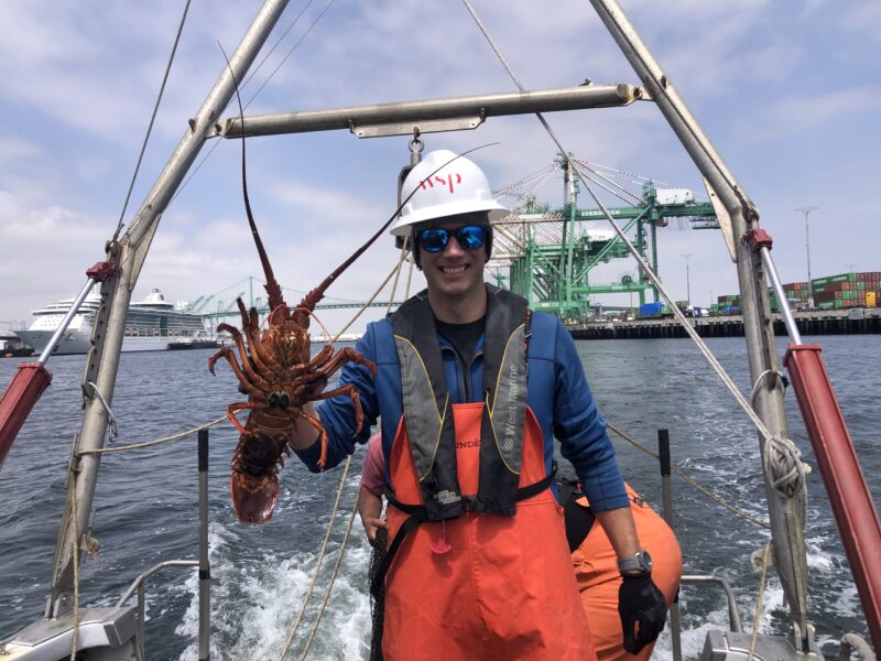 Spiny Lobster