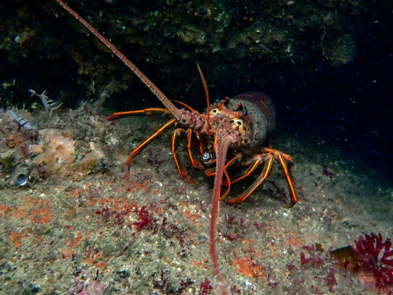 Spiny Lobster