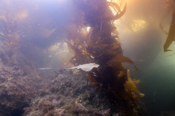 Stingray in Riprap