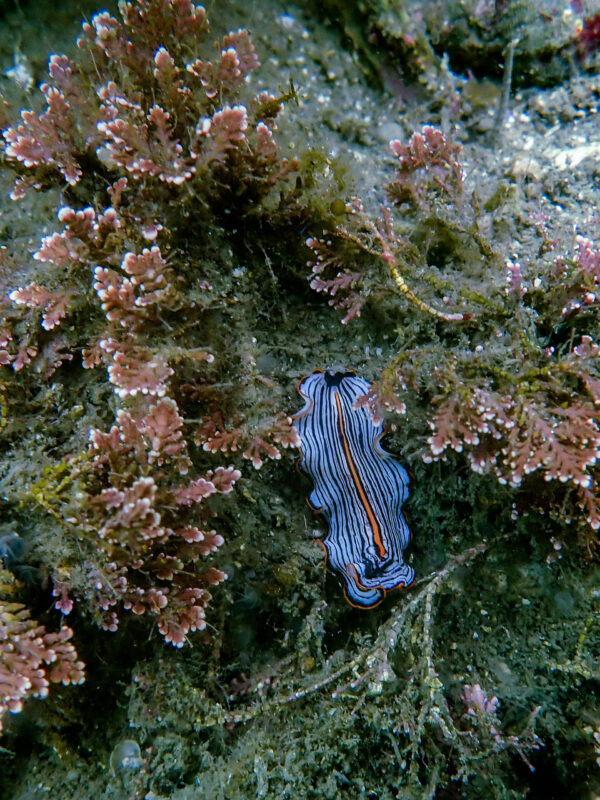 Striped Flatworm