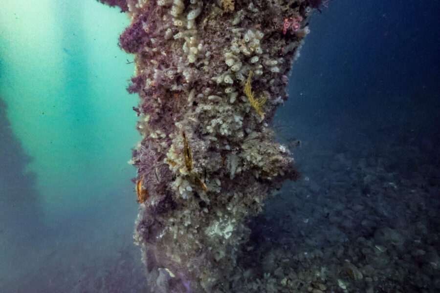 Subtidal Piling Growth