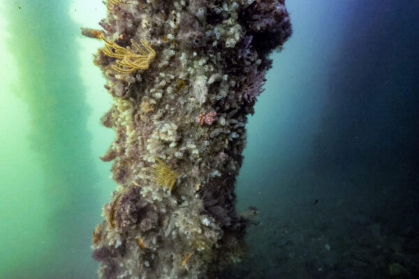Subtidal Piling Growth