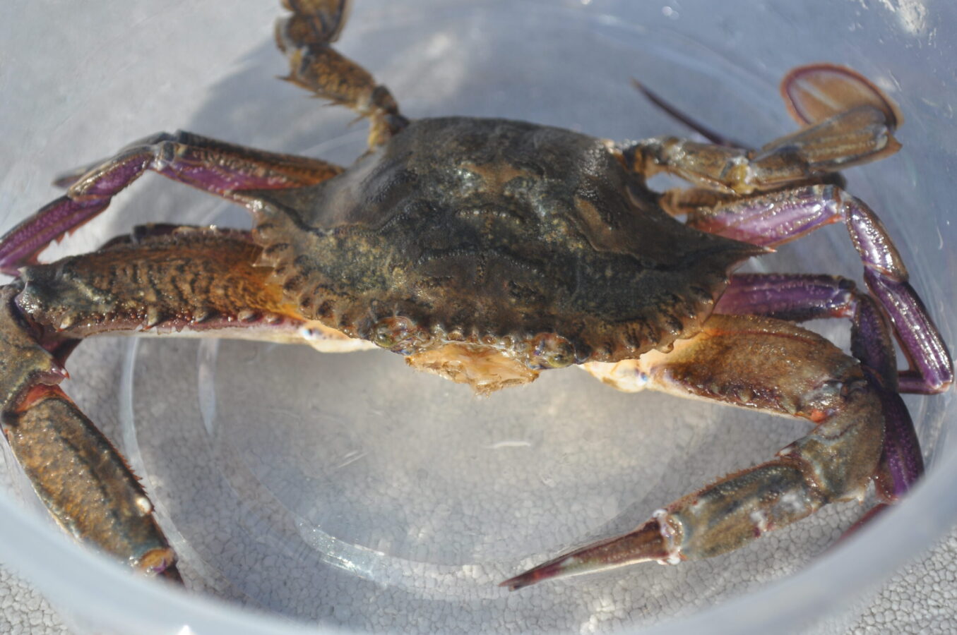 Swimming Crab