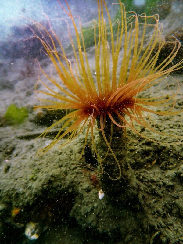 Tube Anemone