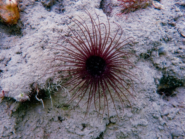 Tube Anemone