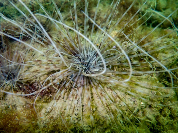 Tube Anemone