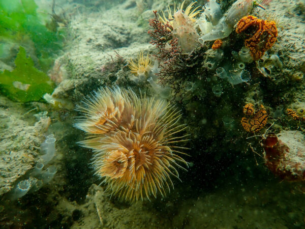 Tubeworms