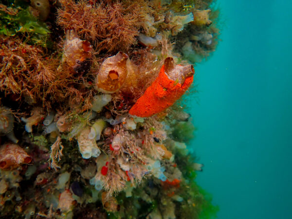 Tunicates