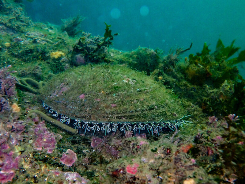 Abalone