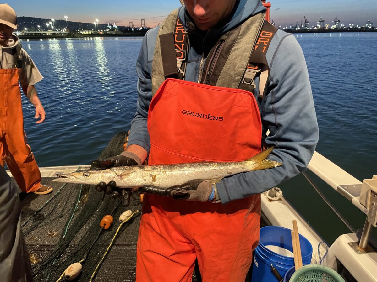 Barracuda