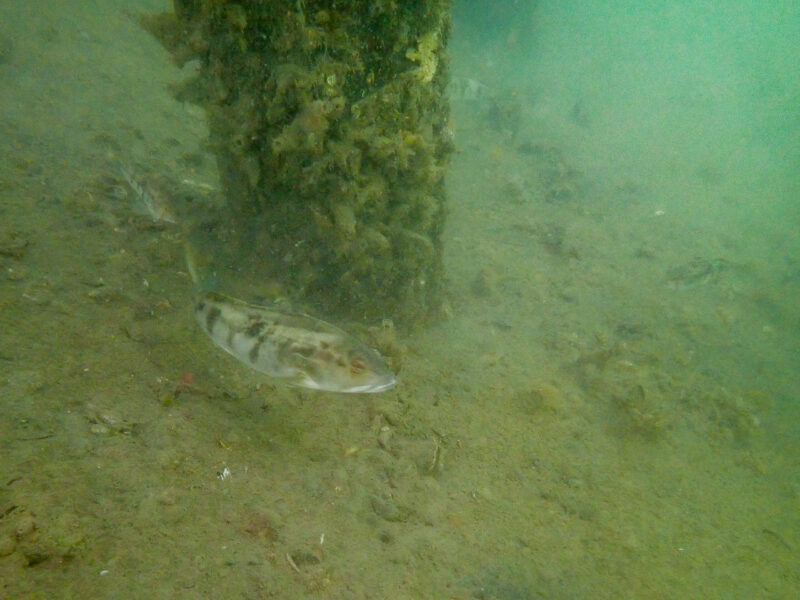 Barred Sand Bass near Seafloor