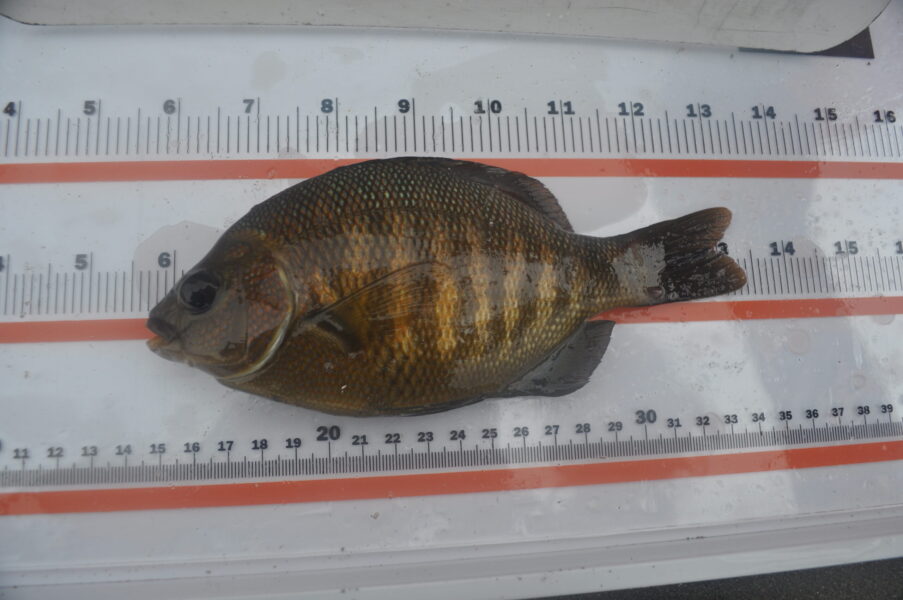 Black Perch