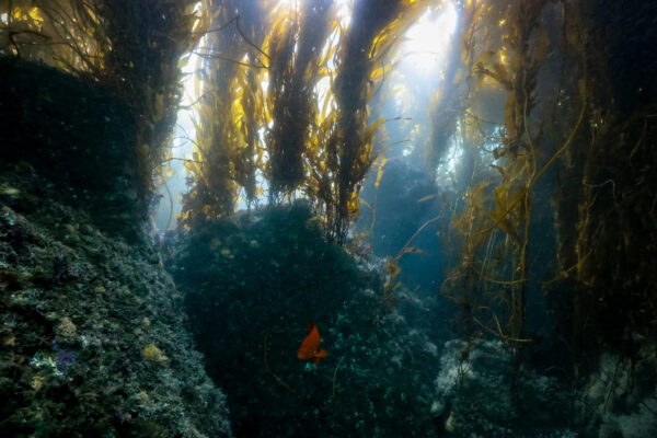 Breakwater Kelp Canopy
