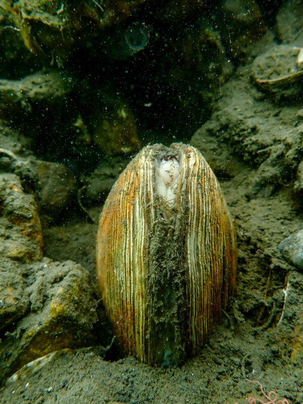Clam