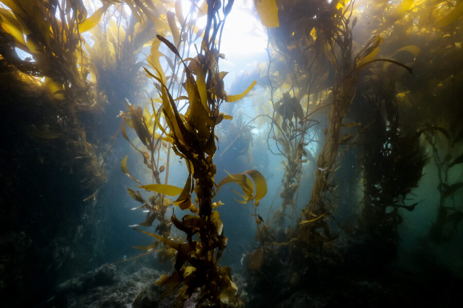 Giant Kelp