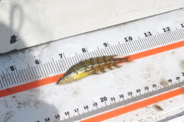 Giant Kelpfish
