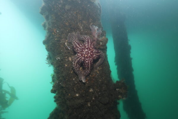 Giant Spine Sea Star