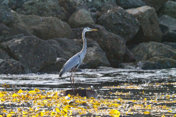 Great Blue Heron