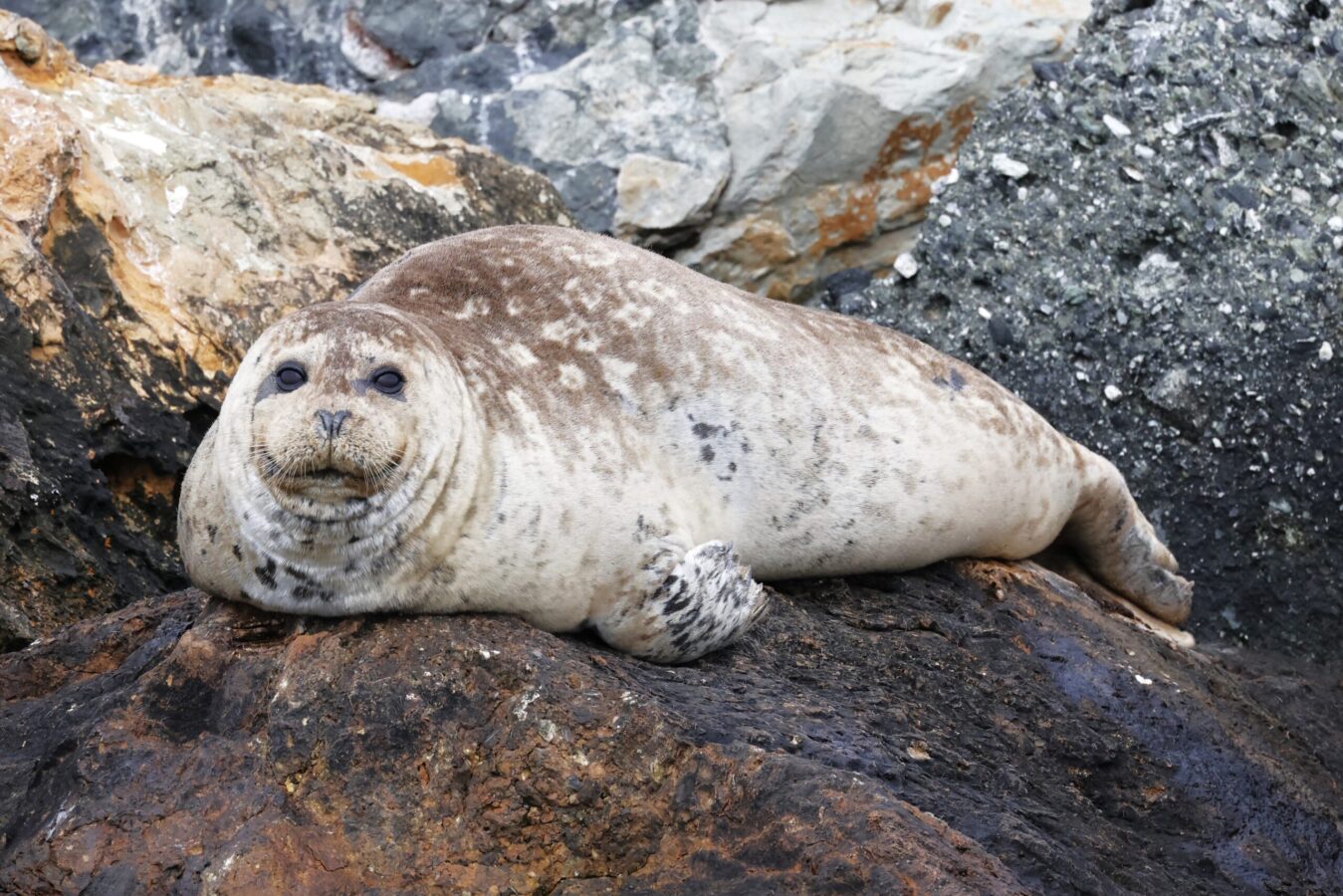 Harbor Seals