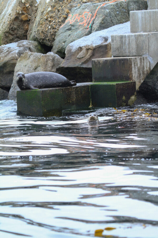 Harbor Seals