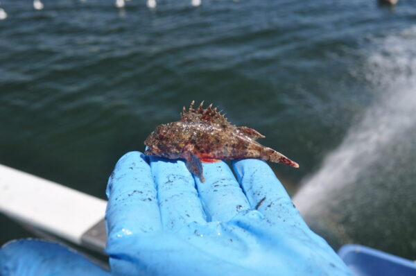 Juvenile CA Scorpionfish